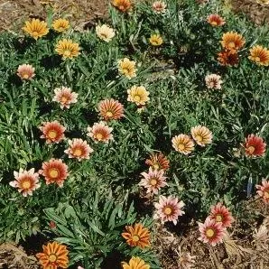 thumbnail for publication: Gazania x Harlequin Hybrids Harlequin Hybrids Gazania